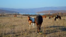 У дороги пасутся кони, жеребенок не отходит от лошади, у которой грива заплетена в косичку