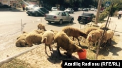 Bakıda qoyun bazarı