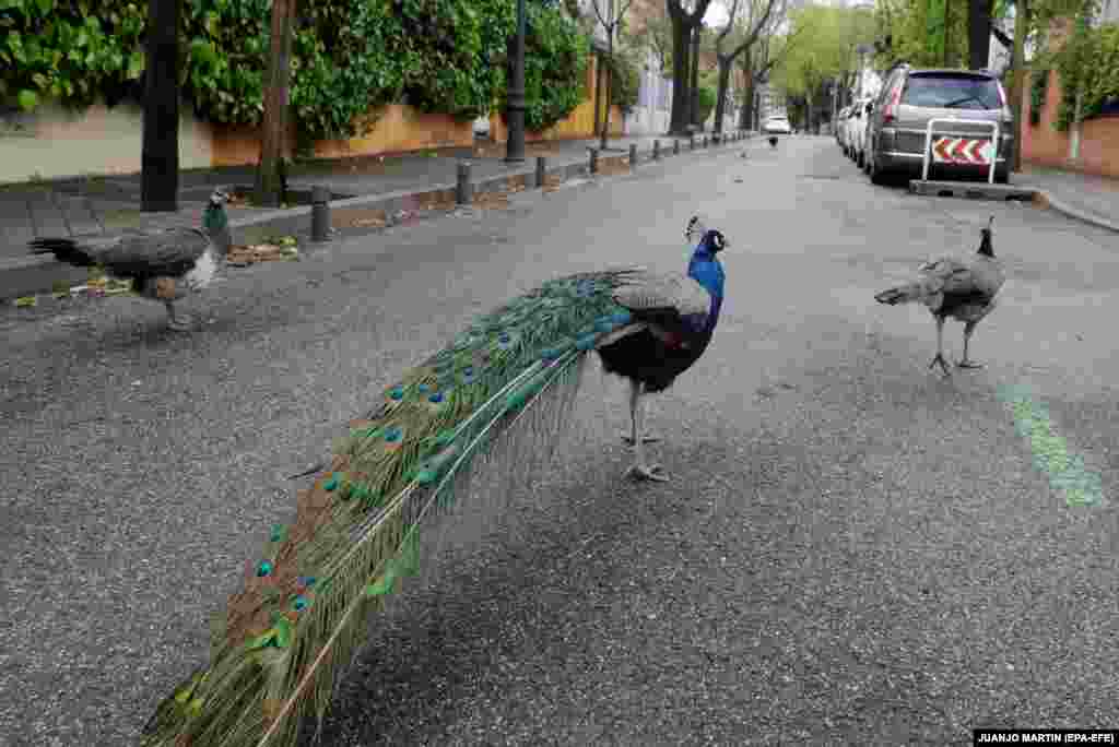 Обычно павлины ограничиваются парками, а сейчас они бродят прямо по улицам Мадрида, Испания