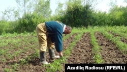 Məhsul var, lakin onun satışında problemlər yaranıb.