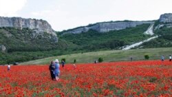 Так выглядело поле до того, как его скосили